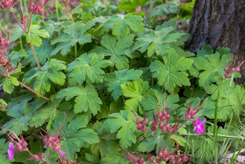 Biljka koja „čuva san“: Tajno značenje zdravca u zaštiti od loših snova