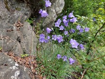 Tajno značenje zvončića: Zašto se verovalo da zvono prvog zvončića čuva ljubav od rastanka