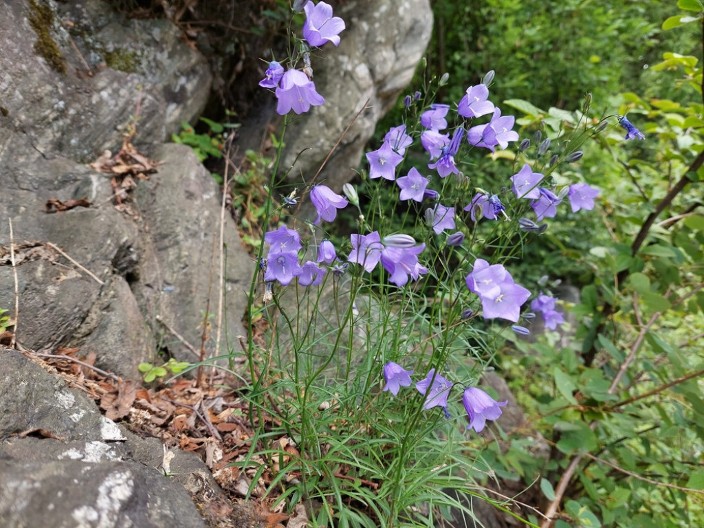 Tajno značenje zvončića: Zašto se verovalo da zvono prvog zvončića čuva ljubav od rastanka