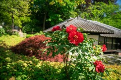 Zašto se verovalo da je maj mesec „između svetova“: Vreme kad se duhovi vraćaju i priroda postaje čuvar