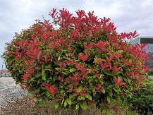 Drvo obnove i strasti uspeva u baštama desetinama godina: Posadite ga sada i raskošnim izgledom i svojim bojama osvežiteće dvorište