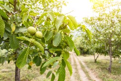 Lišće oraha ispod jastuka: Tajni običaj devojaka koje žele da sanjaju budućeg muža