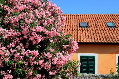Iza raskošne lepote krije se otrov: Mnogi imaju ovaj cvet u dvorištu, a ne znaju koliko je opasan