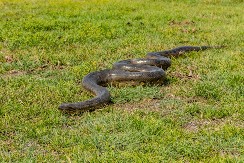 Zmijski dani u avgustu: Verovanje da zmije u prvoj nedelji avgusta mogu govoriti – ali samo ako ih niko ne čuje