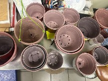 Saksija bez semena: Zašto su žene sadile praznu zemlju kada u kući stoji misao koju niko ne zna da izgovori