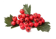 Letnje grančice gloga i običaj „vezivanja za snagu“ u periodu između Petrovdana i Velike Gospojine