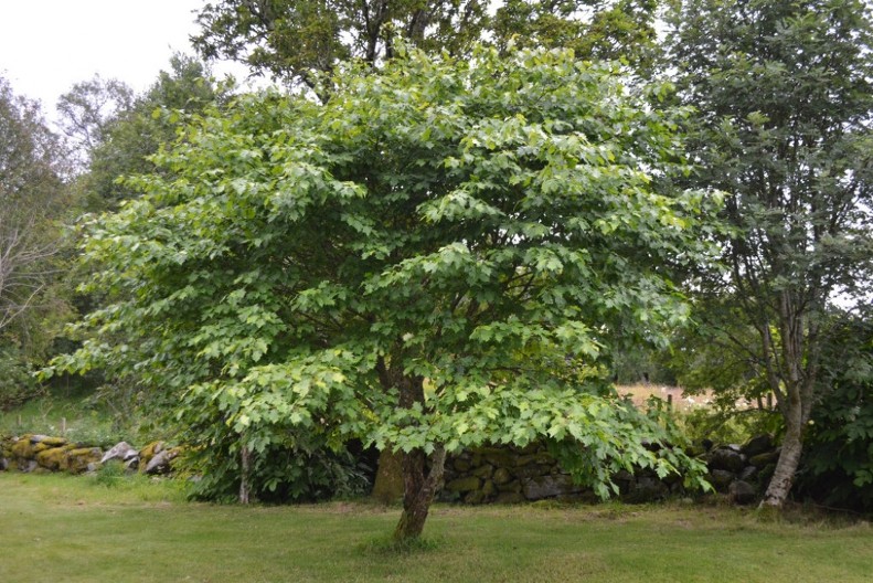 ZABORAVLJENO SRPSKO „SVETO DRVO“: Zašto su naši preci verovali da brekinja štiti od groma?