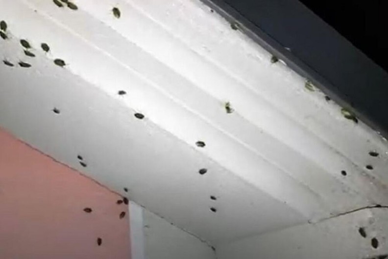 Kako se rešiti insekata oko kuće? Prirodno rešenje koje će oterati bube i komarce iz dvorišta, beže ko ludi