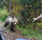 Evo kako da se ponašate ukoliko se sretnete sa medvedom: Jedan postupak može biti koban