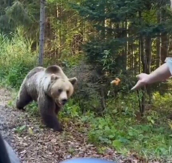 Evo kako da se ponašate ukoliko se sretnete sa medvedom: Jedan postupak može biti koban