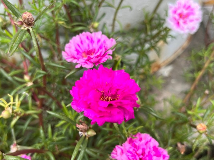 7 vrsta cveća koje obožava jako sunce: Zaliva se rano ujutru ili kasno uveče, bujno cvete do jeseni, a ima najlepše cvetove