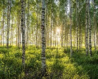 ZAŠTO SE NA SPASOVDAN BERU BREZOVE GRANE: Tajna simbolika jednog starog običaja