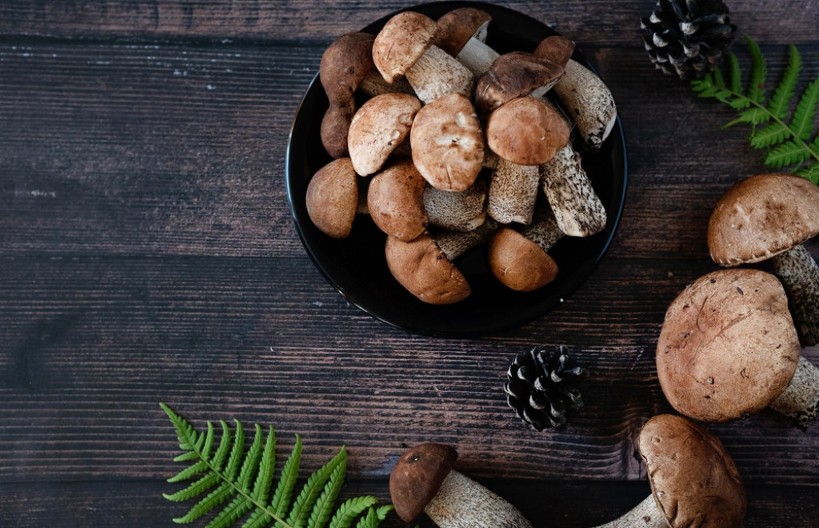 PEČURKA KOJA „GOVORI“: Tajanstvena simbolika vrganja u srpskim verovanjima