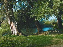 VRBA U SRPSKIM OBIČAJIMA: Zašto je ovo drvo imalo posebno mesto u narodnim verovanjima?