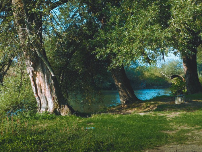 VRBA U SRPSKIM OBIČAJIMA: Zašto je ovo drvo imalo posebno mesto u narodnim verovanjima?