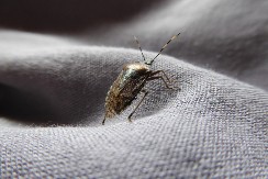 Na ovaj prirodan način ćete se rešiti dosadnih smrdibuba u svom domu: Ključ je u tome gde ćete staviti ovo sredstvo od samo 2 sastojka