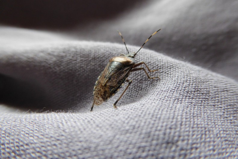 Na ovaj prirodan način ćete se rešiti dosadnih smrdibuba u svom domu: Ključ je u tome gde ćete staviti ovo sredstvo od samo 2 sastojka