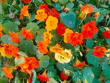 Omiljeni cvet Srpkinja oteraće sve štetočine iz bašte: Biljne vaši, gusenice i miševi odmah beže