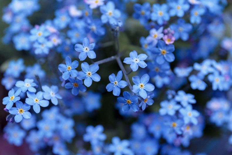 OVAJ CVET U SRBIJI IMA NAJTUŽNIJU SIMBOLIKU Za neke je ljubičasta biljka simbol večne ljubavi, a za neke znak VEČNE TUGE