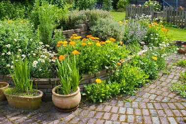 DONOSE MALER: Ove biljke nikako nemojte da sadite u dvorištu