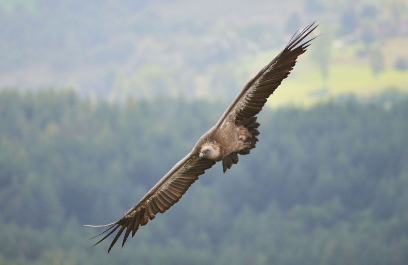ZAŠTO JE ORLOV NOKAT BIO VAŽAN U SRPSKOJ MAGIJI: Simbolika i primena orlovih kandži u narodnim običajima