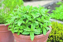 NOSITE JE U NOVČANIKU Evo zašto za OVU BILJKU smatraju da privlači PARE, osim što je i za zdravlje korisna