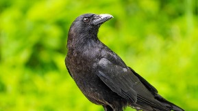 Dokazano najpametnije ptice: Ukoliko ih često viđate ovih dana, svemir vam možda šalje snažnu poruku