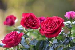 Ruže u proleće „nahranite“ ovom mešavinom i cvetaće kao kao lude celo leto