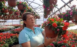 Muškatle se zalivaju svaki 3. dan, kaliope vole jako sunce, a ovaj cvet nipošto ne držite u hladu: Dragica radi u rasadniku i daje savete zlata vredne