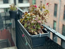 Ako vam se cveće suši iako mislite da sve radite kako treba: Ovo su neki od skrivenih razloga