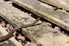 Ove 3 biljke zmije apsolutno ne vole, posadite ih u dvorište, celo leto će vas obilaziti u širokom luku