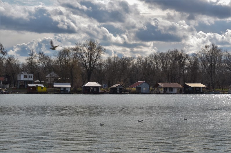 REČNO OSTRVO NA GRANICI NOVOG BEOGRADA I ČUKARICE: Adu Međicu krase prirodne lepote i specifičan šarm (VIDEO)