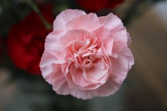 U STAROJ JUGI SVAKA PORODICA JE IMALA OVAJ CVET: Ne traži posebnu negu, a boje traju do jeseni