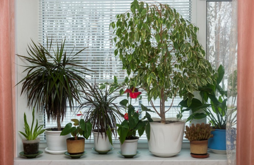 4 neuništive sobne biljke koje mogu da vas nadžive: Uspevaju čak i onima kojima se i kaktus osuši