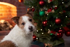 Trener pasa otkriva koje popularne rase nikada ne bi udomio ili kupio: „Nisu dobri ljubimci“