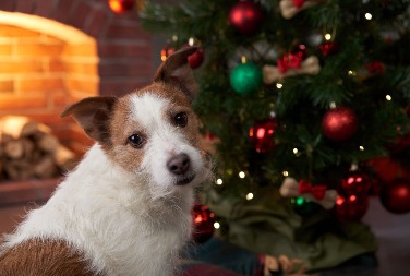 Trener pasa otkriva koje popularne rase nikada ne bi udomio ili kupio: „Nisu dobri ljubimci“