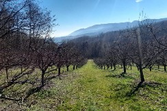 Ljuba iz Niša razvio unosan biznis sa lekovitim plodom: Zarađuje 250 evra po kilogramu, stekao pravo bogatstvo!