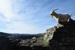 Kozji kamen kod Brđana: Tajanstveni simboli staroslovenske Srbije