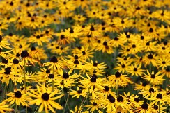 Rudbekija je cvet koji obožava leto: Laka je za održavanje, ima sitne cvetove i može da poraste i do 2 metra visine