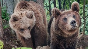 Opasnost na Tari: Mеčka sa tri mečeta viđena kod Perućca – iz Nacionalnog parka upozoravaju građane, evo šta treba da radite ako ih sretnete