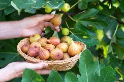 1 SMOKVA SVAKI DAN U STANJU JE DA OPORAVI CELO TELO: Evo kako! (RECEPT)