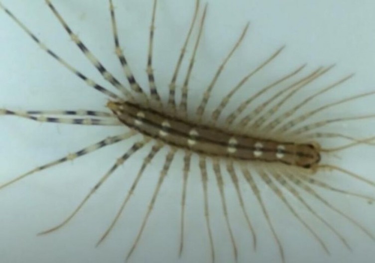 "Brza je kao metak, užasno izgleda" Najezda ovih buba u Beogradu - otrovne su, ali evo zašto ne treba da ih ubijate