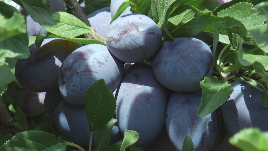 Mraz i grad desetkovali srpsku šljivu, na imanjima jedva do 40 odsto roda: Čim robe nema cene skaču - otupljivači sada po kilogramu nude 100 dinara i ne biraju mnogo