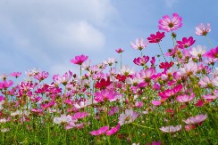 Skoro da mu ne trebaju zalivanje i đubrenje: Najlepša letnja biljka gotovo da se neguje sama, a daje predivne cvetove