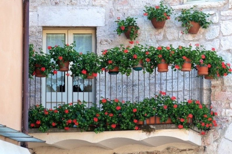 Ove vrste cveća trpe visoke temperature! Prelivaju iz saksije, krase baštu tokom celog leta - prave lepotice