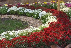 Koje cveće se sadi u avgustu? 5 biljaka koje su lake za održavanje, a svojim cvetovima će oplemeniti vašu baštu