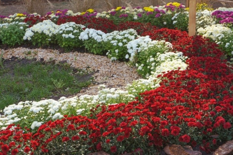 Koje cveće se sadi u avgustu? 5 biljaka koje su lake za održavanje, a svojim cvetovima će oplemeniti vašu baštu