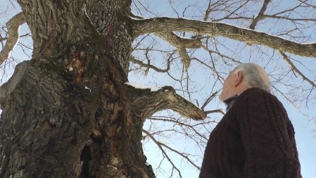 ZA HRAST U IVANJIČKOM SELU VEZUJU SE MNOGA VEROVANJA: Prema legendi posadila ga je carica Milica i ima urezan krstić FOTO, VIDEO