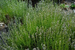 Biljka planine tajni: Rtanjski čaj za zdravlje i snagu