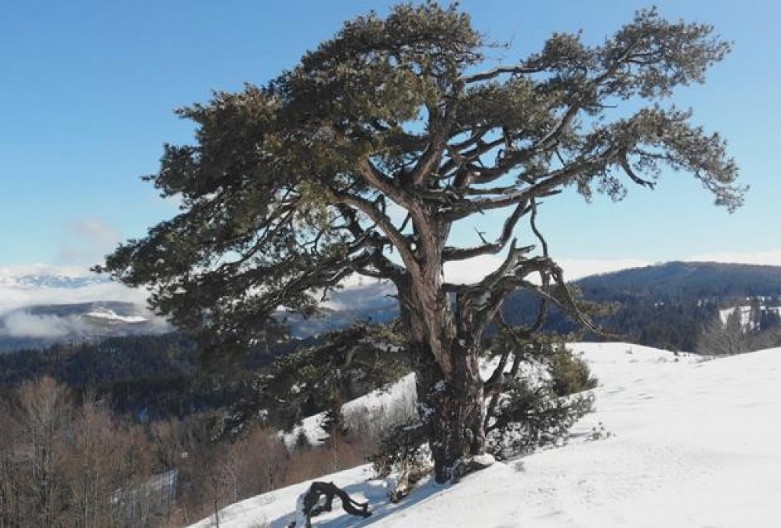 TAJNA SAMONIKLOG BORA: Čudo prirode staro više od 500 godina dolaze da ga vide čak i iz Amerike!